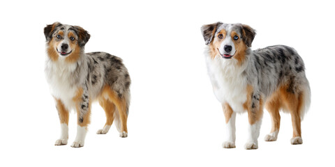 Fototapeta premium Two australian shepherd dogs standing side by side with different eye colors on black