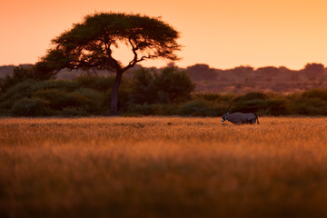 Oryx with orange grass evening sunset. Gemsbock large antelope in nature habitat, Botswana wild...