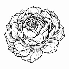 vector illustration of rose