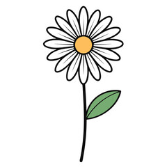 camomile on white background