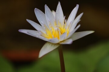 Macro view of blooming lotus flower with bright yellow core