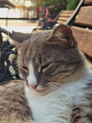 A peaceful tabby and white cat rests with closed eyes on a wooden park bench, bathed in warm natural light.