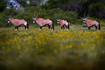 Central Kalahari spring, yellow flower bloom neadow. Oryx with orange grass evening sunset....