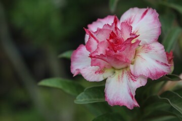 Close-up of Pink and White Desert Rose Flower (Adenium obesum) in Full Bloom