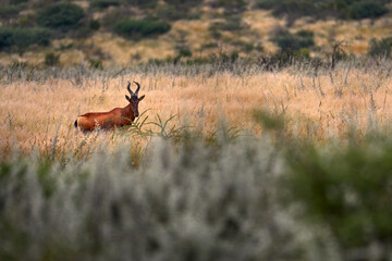 Red Hartebeest, Alcelaphus buselaphus caama, detail portrait of big brown African mammal in nature habitat. Sassaby, in green vegetation, Central Kalahari in Botswana in Africa. Animal in the habitat