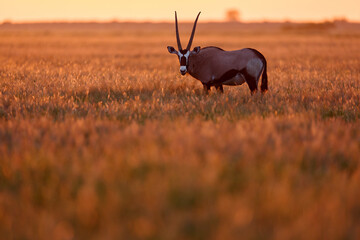 Oryx with orange grass evening sunset. Gemsbock large antelope in nature habitat, Botswana wild...