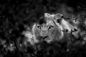 Black and white art photo from Africa, wildlife. Lion in golden grass in Okavango delta, Botswana....