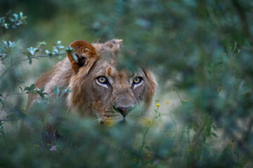 Hidden lion in grass, Central Kalahari, Botswana in Africa. Africa lion landscape. Africa wildlife....