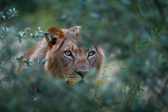 Hidden lion in grass, Central Kalahari, Botswana in Africa. Africa lion landscape. Africa wildlife. Lion hidden in the green vegetation. Forest African lion in the nature habitat, green trees, Okavang