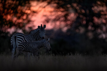 A young zebra, born just ten minutes ago, trying to take its first steps. Burchell's zebra, Equus...