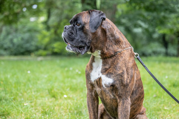 beautiful 3 years old purebred golden brown german boxer dog puppy jumping playing outdoor shooting