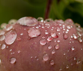 A red apple with water droplets on it