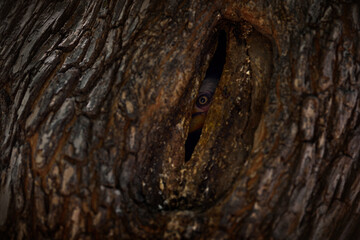 Hornbill female in the tree nest hole, eye on the dark brick up nest. Southern Yellow-billed Hornbill, Tockus leucomelas, bird with big bill, nature habitat, Nxai Pan NP, Botswana in Africa.