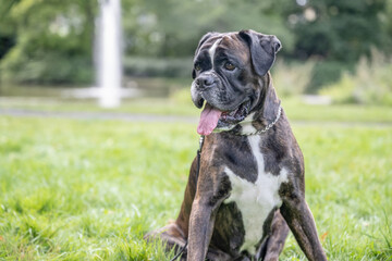 beautiful 3 years old purebred golden brown german boxer dog puppy jumping playing outdoor shooting