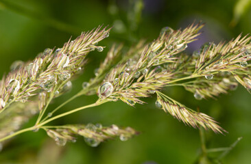 A bunch of green grass with droplets of water on it