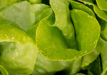 A leaf of lettuce with water droplets on it