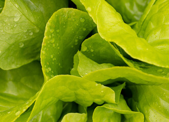 A close up of a head of lettuce with droplets of water on it