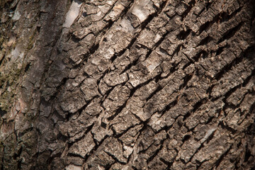 photo tree bark texture. Texture of old tree.