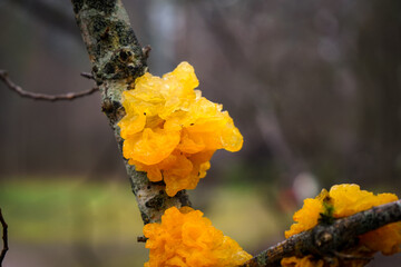 Bright yellow The Golden Jelly Fungus, also known as Yellow Brain or Witches' Butter (Tremella...
