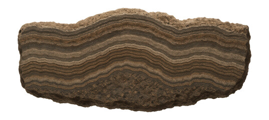 Fragment of stromatolite showing cross-sectional view with distinct banding patterns