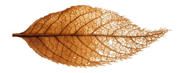 Brown leaf litter fragment with decomposing cellular structure
