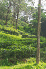 Background of tea garden field with lush foliage