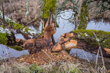 Beaver tree trunk chewing almost cutting down the tree with water in the background
