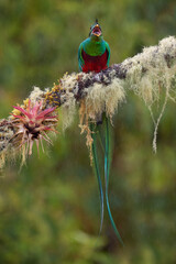 Resplendent Quetzal, Pharomachrus mocinno, from Chiapas, Mexico with green forest background. Tropic bird. Magnificent sacred green and red bird. Detail forest hidden Resplendent Quetzal.