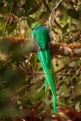 Resplendent Quetzal, Pharomachrus mocinno, from Chiapas, Mexico with green forest background....