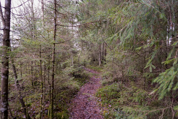Moody and foggy forest path with needle trees