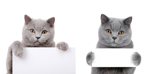 Two gray cats holding white signs with a black background looking at the viewer