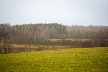 Agricultural field with a swamp and forest in the background, Latvia