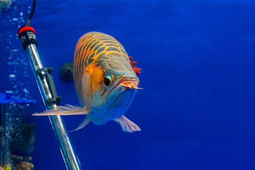 An Orange Arowana fish gracefully swimming in a fish tank, exhibiting its vibrant scales and...