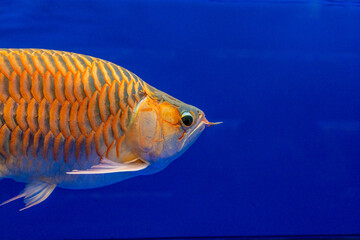 An Orange Arowana fish gracefully swimming in a fish tank, exhibiting its vibrant scales and elegant form against a blue background.