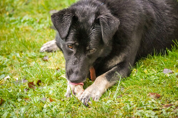 Black dog with brown legs eating a bone while laying in the grass