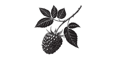Detailed botanical illustration of a ripe blackberry on a thorny branch with leaves silhouette