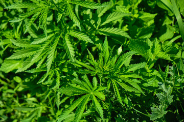 Background from marijuana plants. Hemp leaves and seeds. Legalization of marijuana, Drug factory, Industrial cultivation of cannabis.