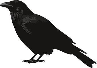 Obraz premium black crow