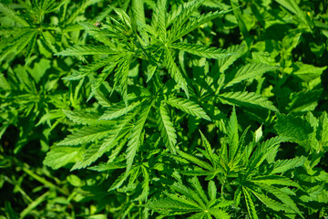 Background from marijuana plants. Hemp leaves and seeds. Legalization of marijuana, Drug factory, Industrial cultivation of cannabis.