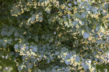 Close-up of yellow linden blossoms and green leaves. Herbal flower used in tea and honey production. Summer nature and pollination