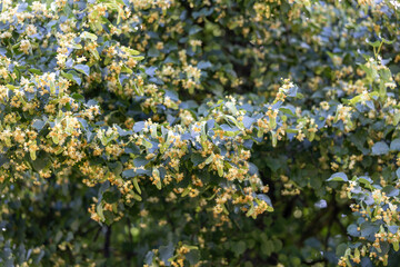 The gentle green canopy of a blooming linden tree is dotted with tiny yellow flowers, attracting...