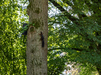 Dark European squirrel climbing up a tree trunk in summer forest. Natural wildlife moment