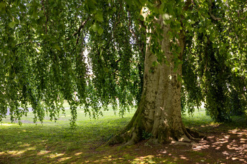 Massive beech tree with low-hanging green branches and dense shadow under the canopy. Majestic...