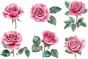 set of roses vector illustration