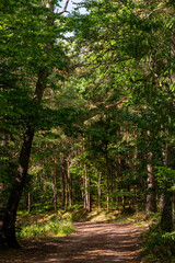 Promenade paisible dans la forêt vosgienne : un sentier de terre s'enfonce dans un écrin de verdure sous une lumière magique, Vosges, Alsace, Grand Est, France