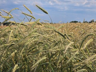 A vibrant close-up of a wheat field with green and golden stalks swaying in the breeze, under a partly cloudy blue sky, suggesting an approaching harvest.