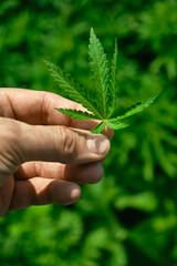 Close up of hand holding cannabis leaf. Concept of cannabis plantation for medical and business