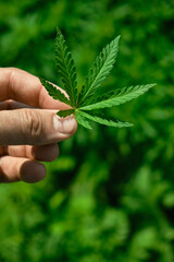 Close up of hand holding cannabis leaf. Concept of cannabis plantation for medical and business
