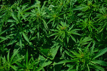 Background from marijuana plants. Hemp leaves and seeds. Legalization of marijuana, Drug factory, Industrial cultivation of cannabis.