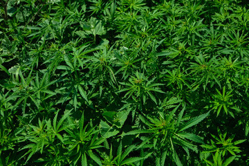 Background from marijuana plants. Hemp leaves and seeds. Legalization of marijuana, Drug factory, Industrial cultivation of cannabis.